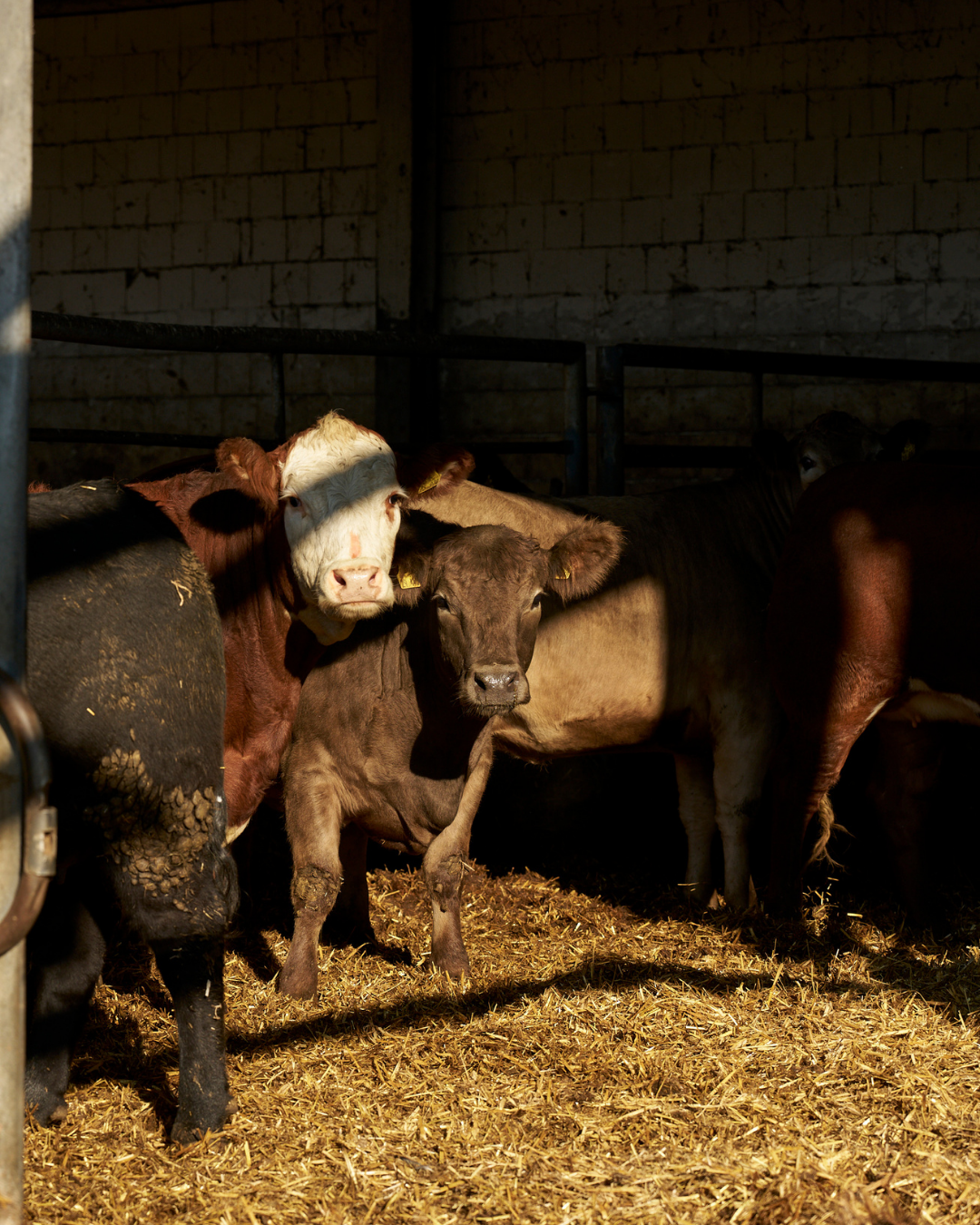 BEEF ACADEMY AUF GUT KERKOW | KOCHKURS & DINNER | 17. JANUAR 2026