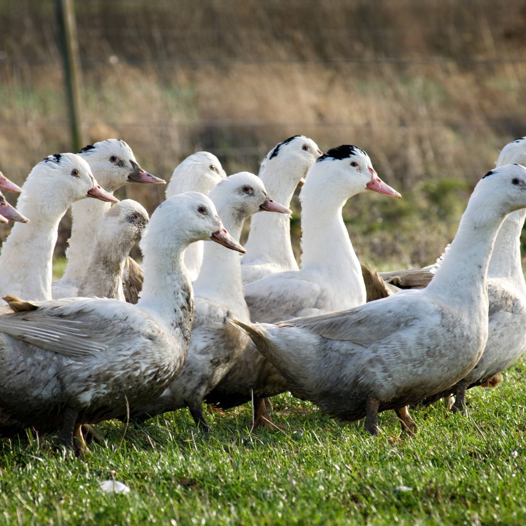 Bio Ente aus Weidehaltung