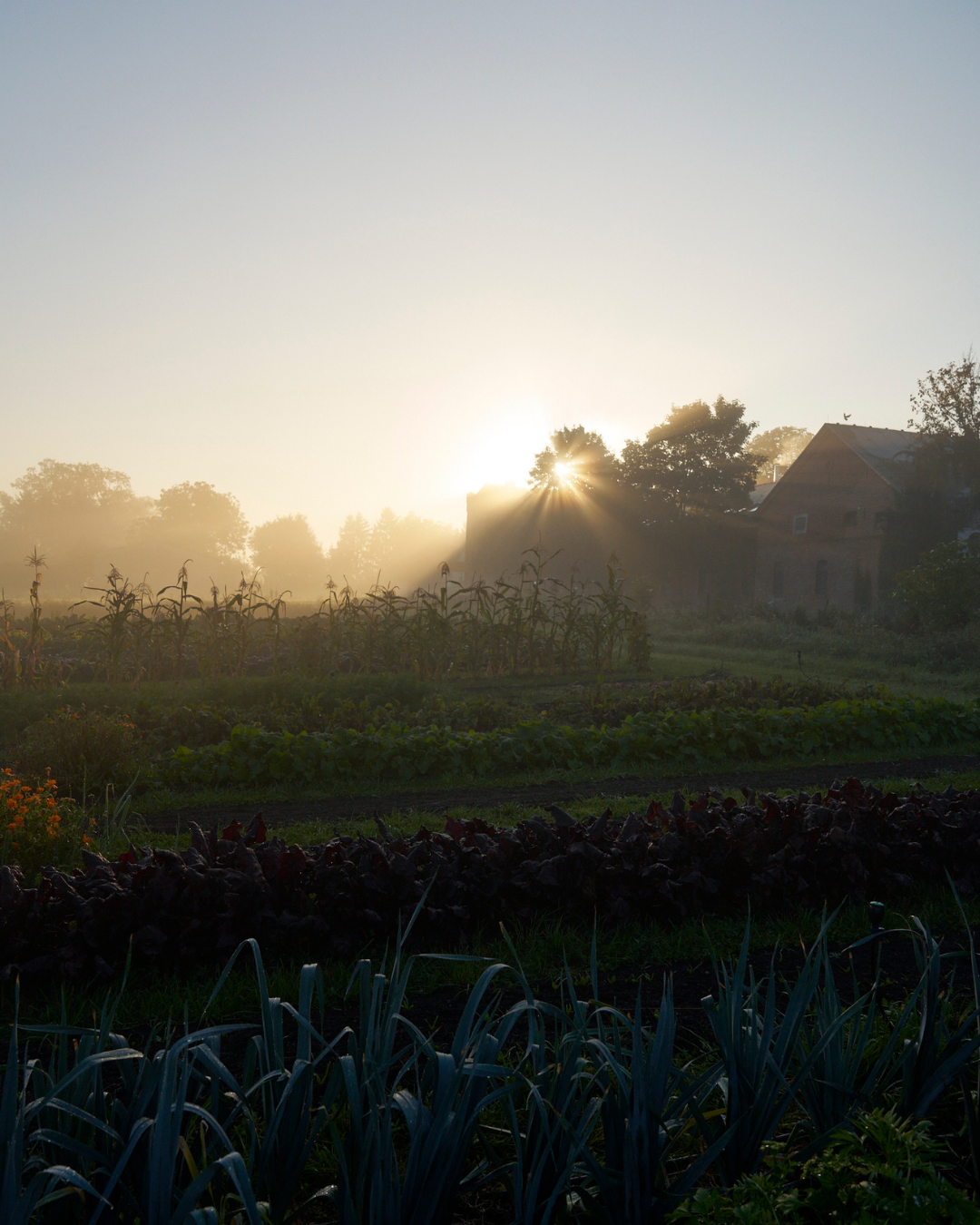 BEEF ACADEMY AUF GUT KERKOW | KOCHKURS &amp; DINNER | 17. JANUAR 2026